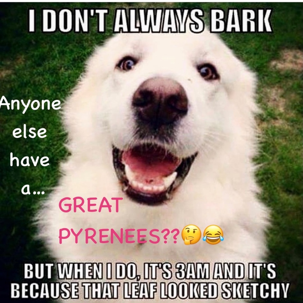 Anyone Else Have GREAT PYRENEES Baby Dog??